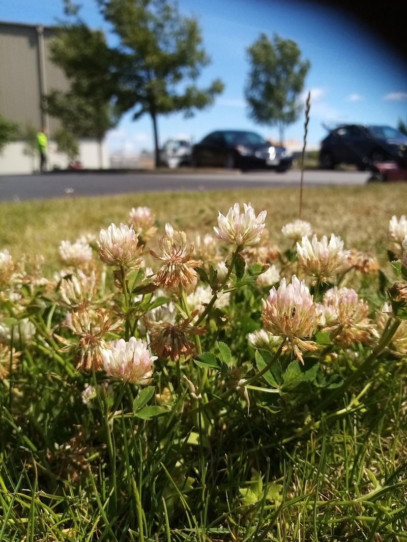 Bigflower Clover photo 2