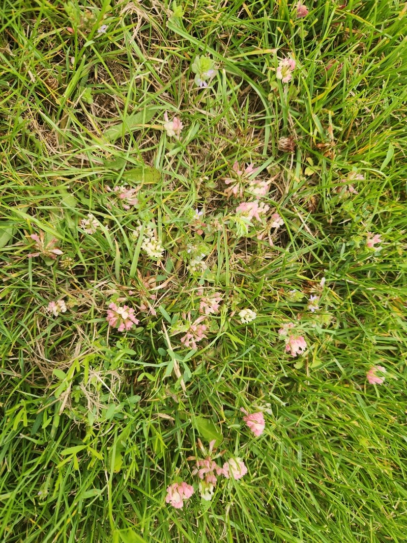 Bigflower Clover photo 3