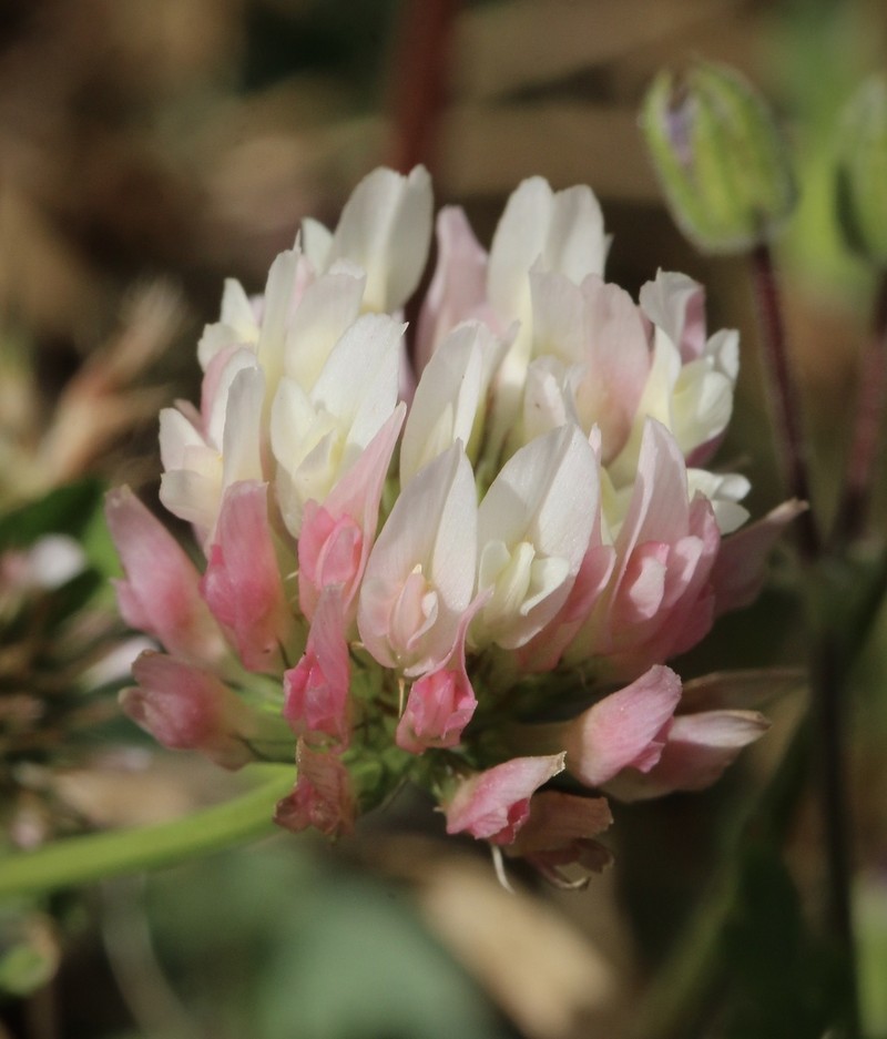 Bigflower Clover photo 4