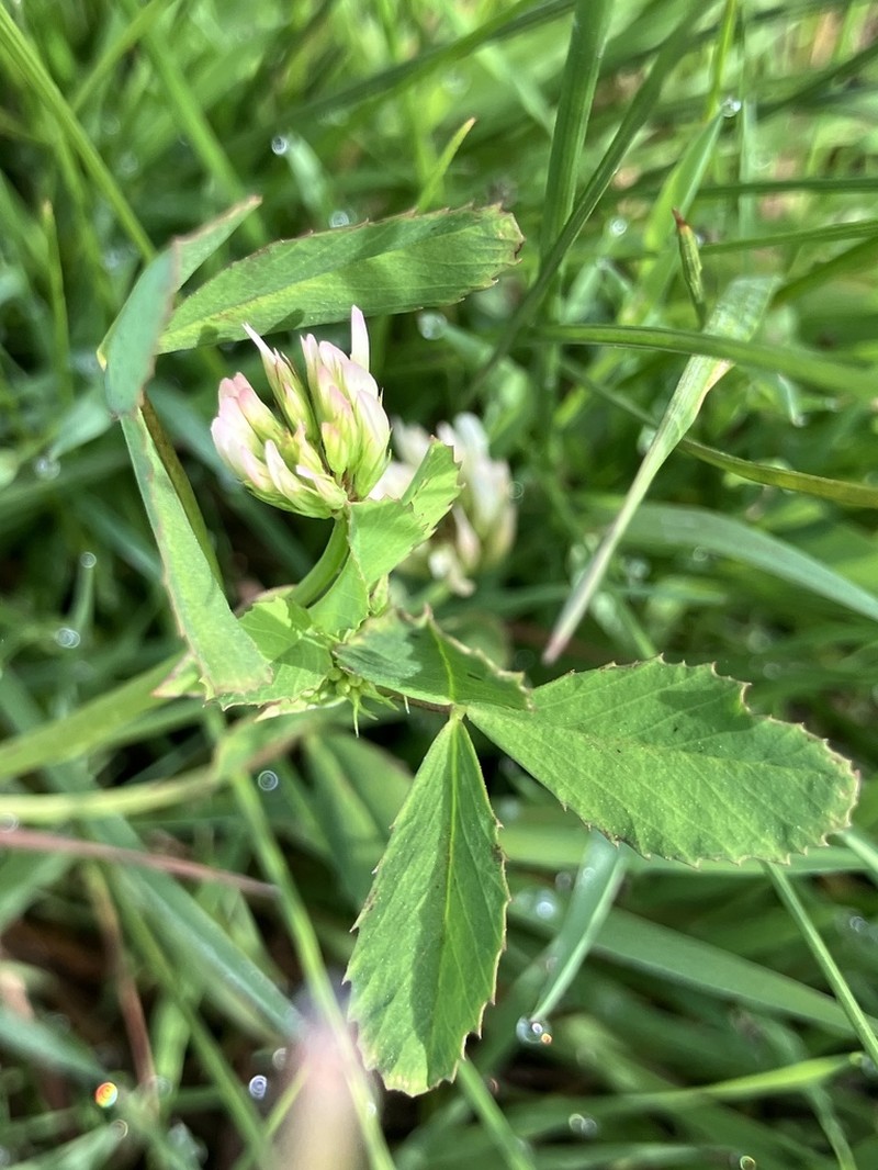 Bigflower Clover photo 5