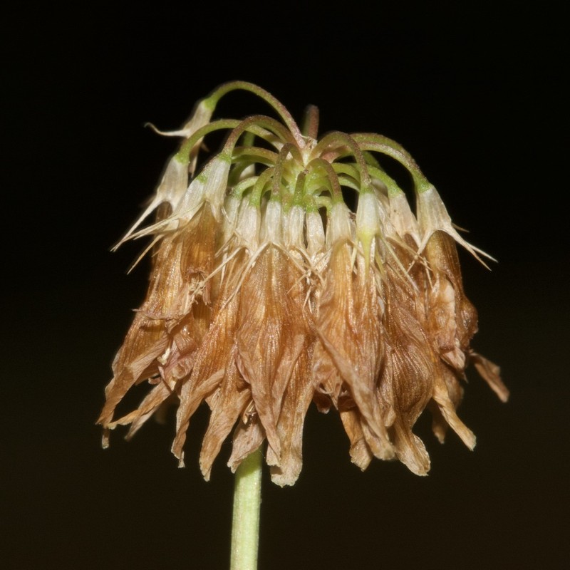 Bigflower Clover photo 6