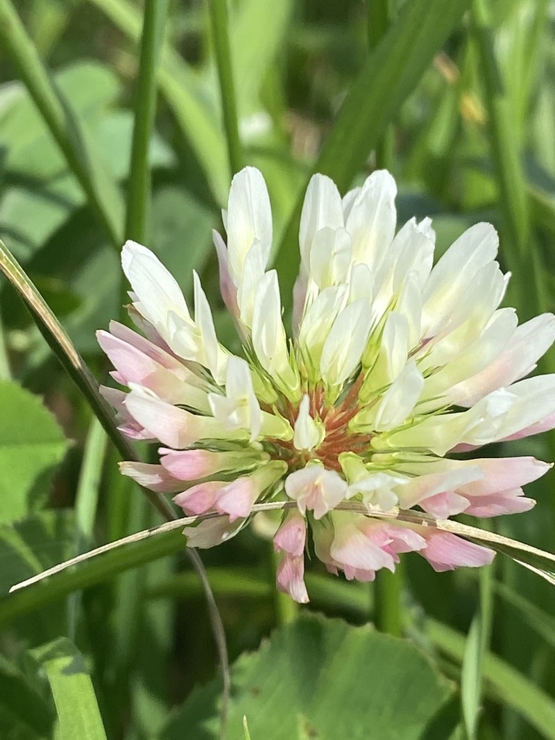 Bigflower Clover photo 7