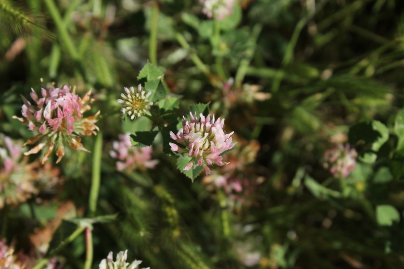 Bigflower Clover photo 8
