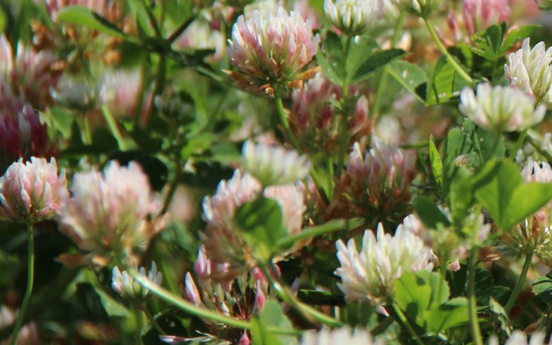Bigflower Clover photo 2