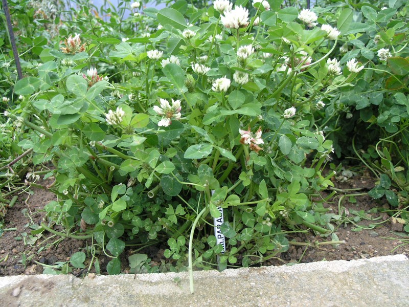 Bigflower Clover