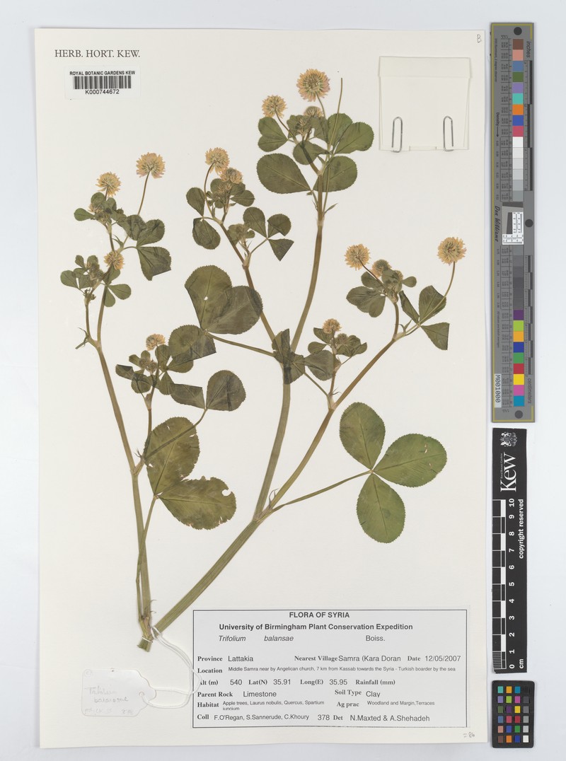 Trifolium michelianum var. balansae
