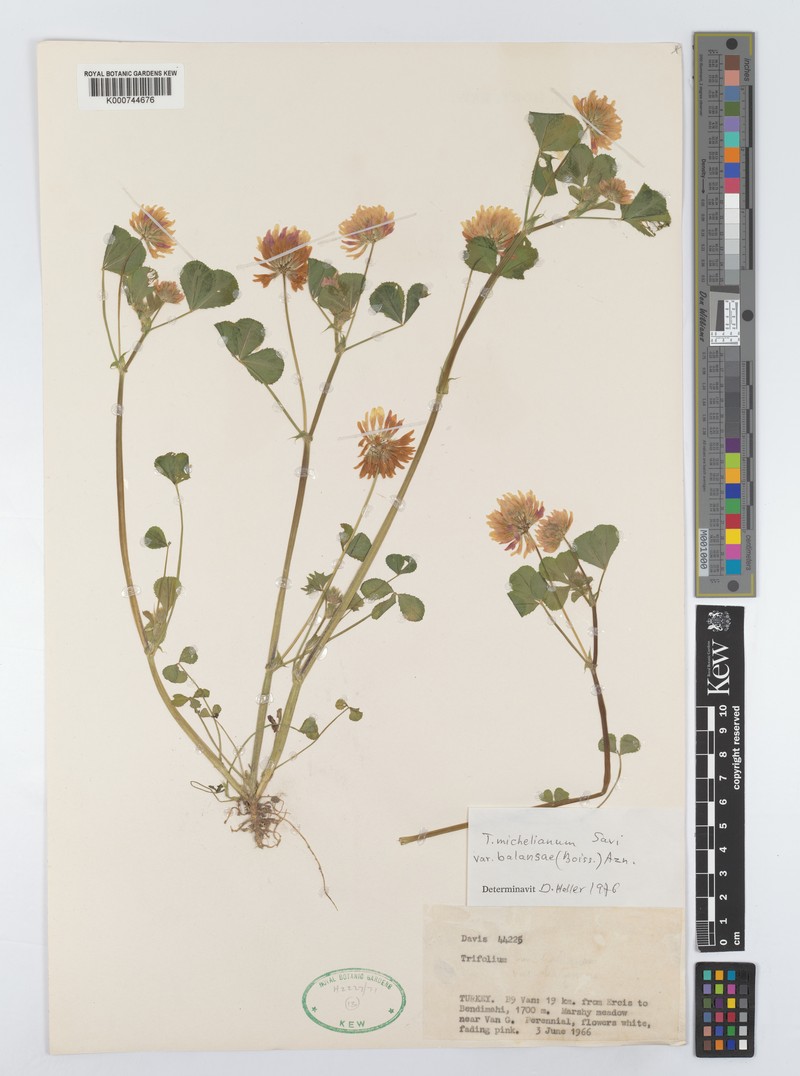 Trifolium michelianum var. balansae photo 2