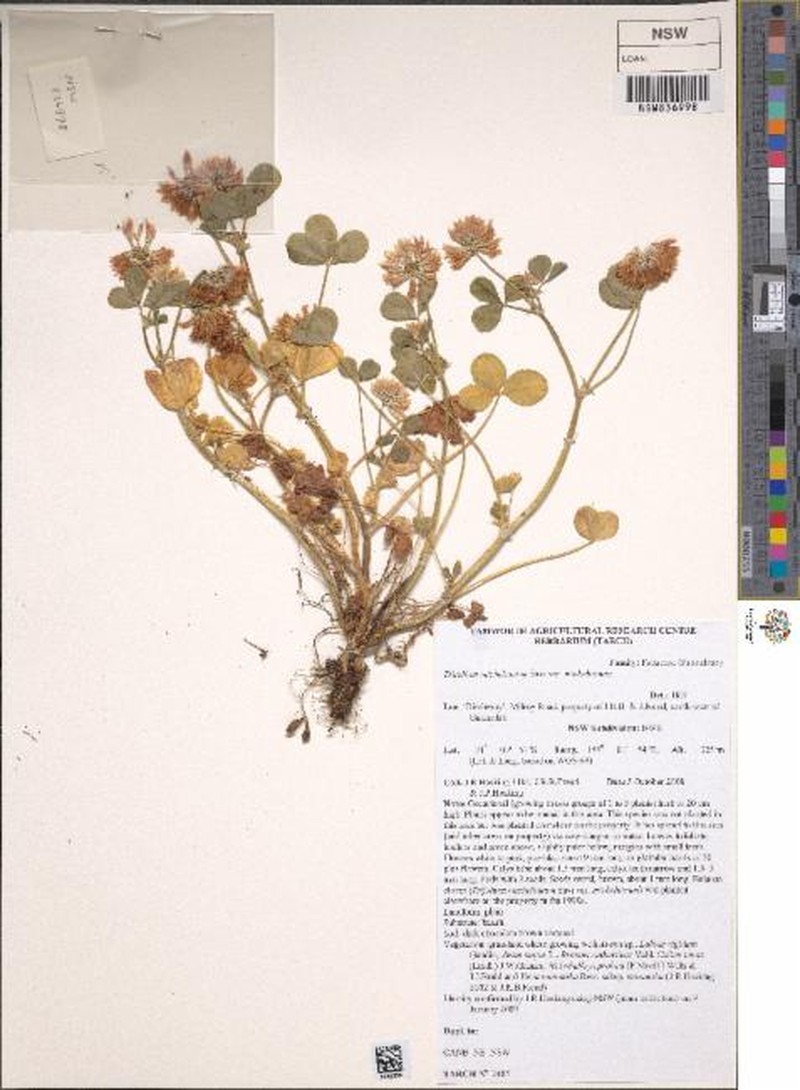Trifolium michelianum var. michelianum