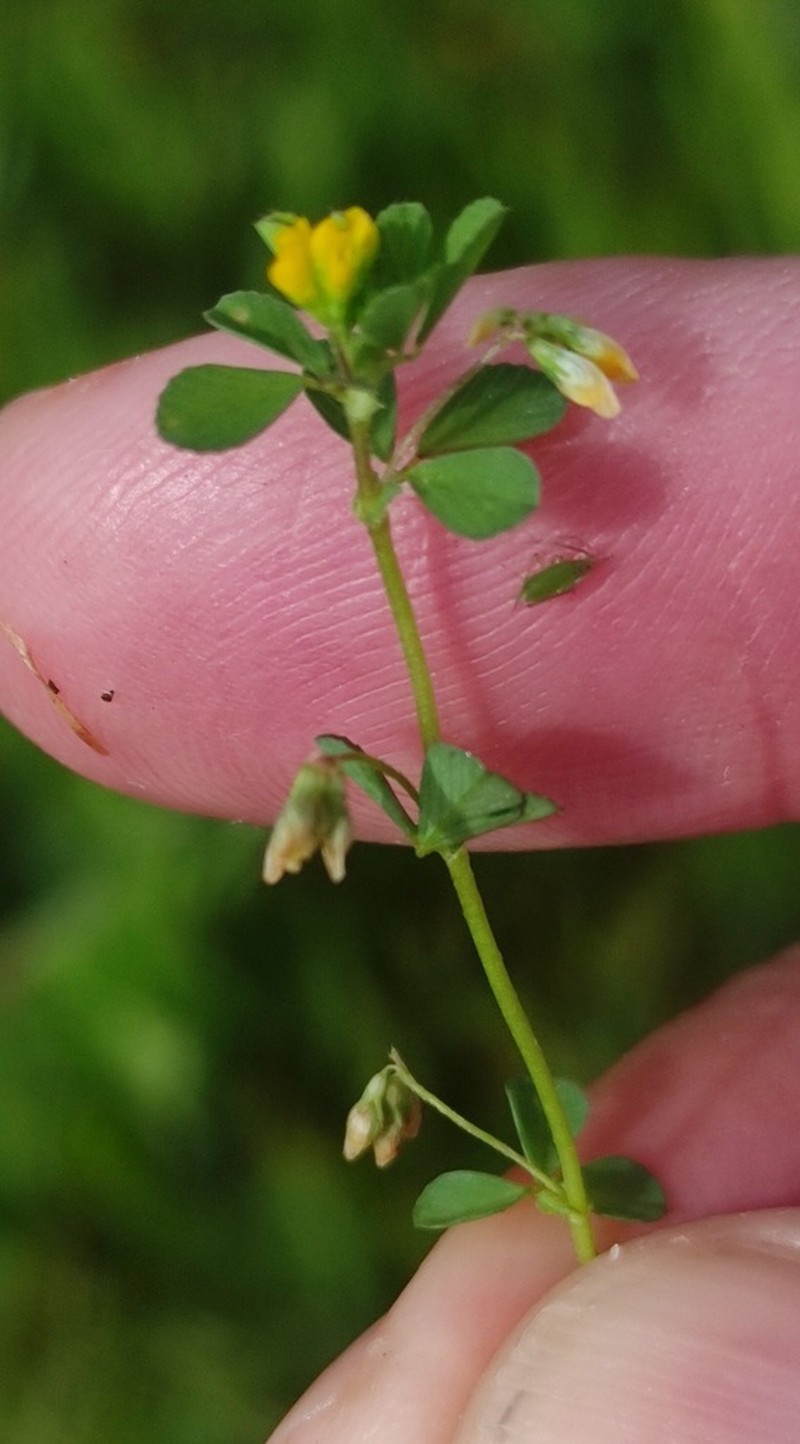 Slender Hop Clover