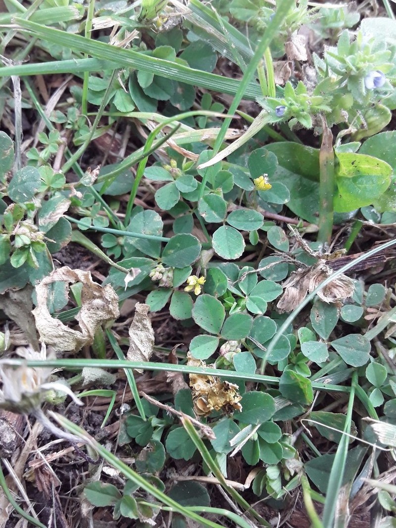 Slender Hop Clover photo 2