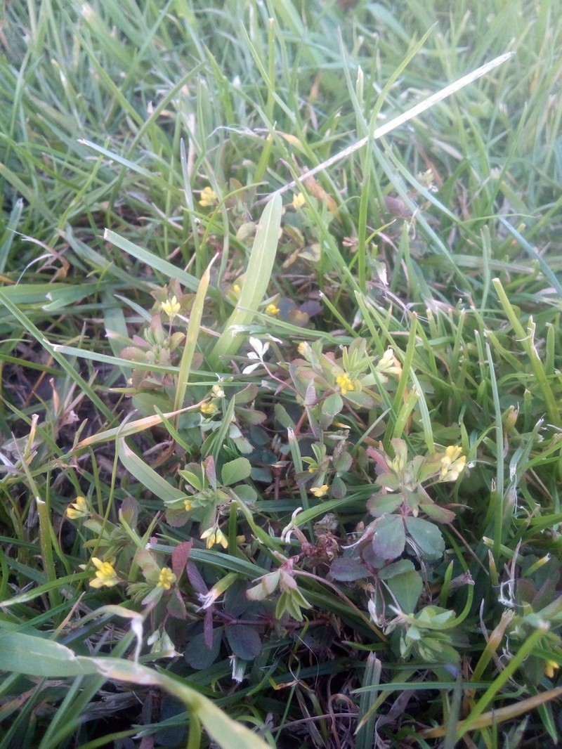 Slender Hop Clover photo 3