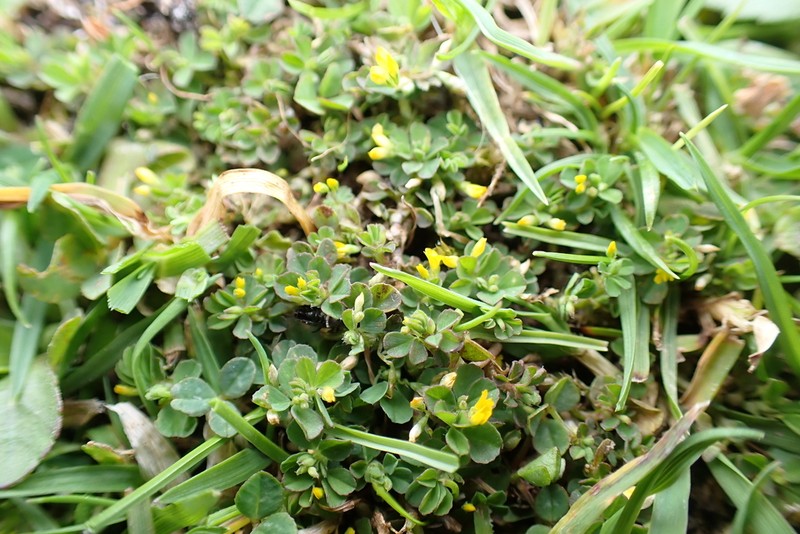 Slender Hop Clover photo 4