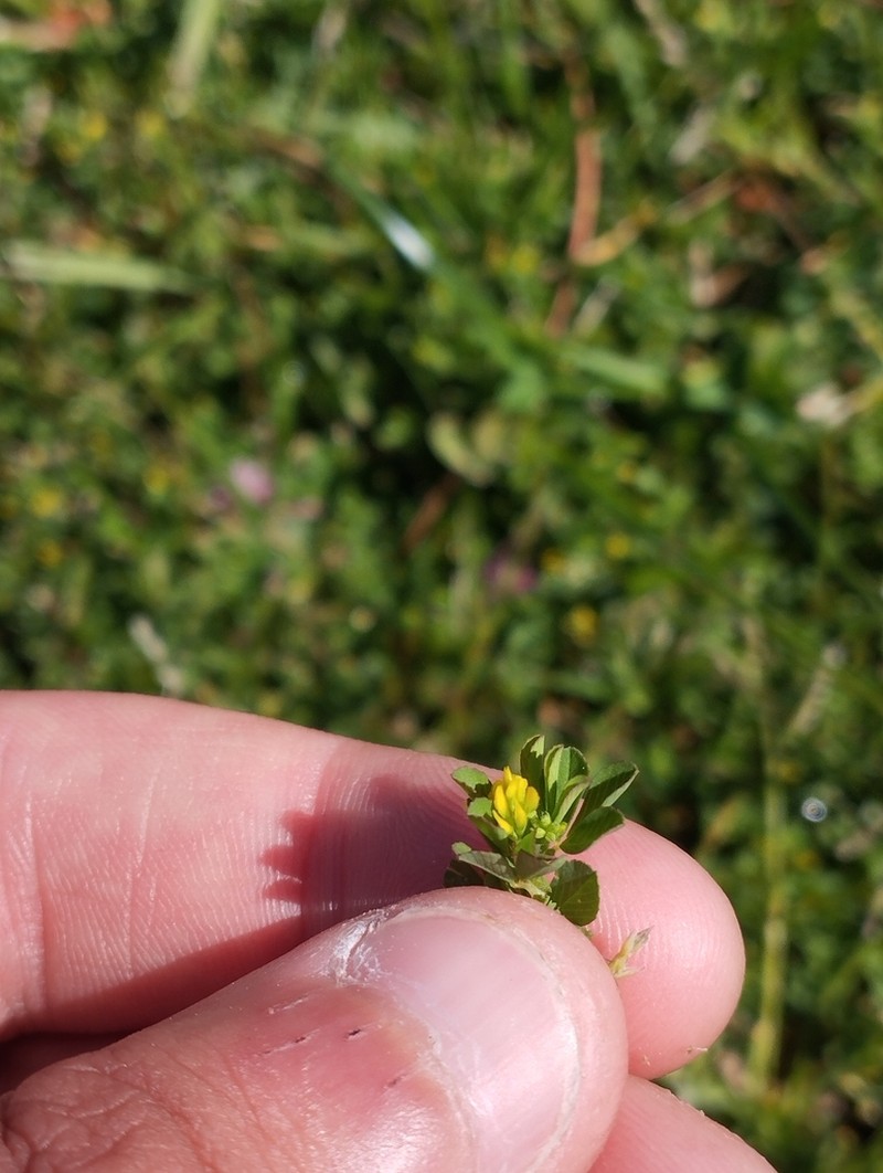 Slender Hop Clover photo 5