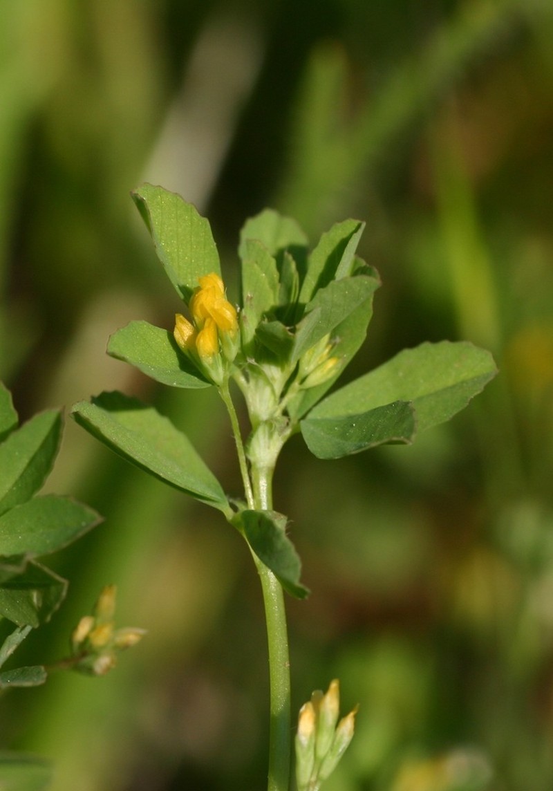 Slender Hop Clover photo 6