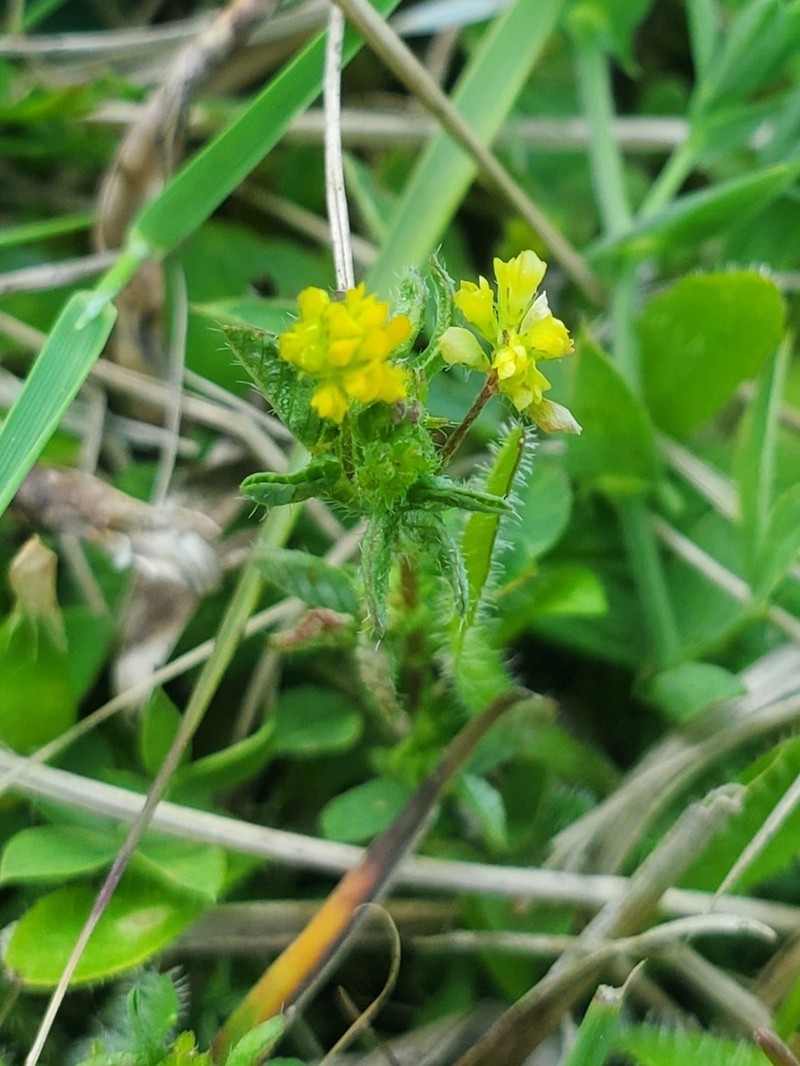Slender Hop Clover photo 7