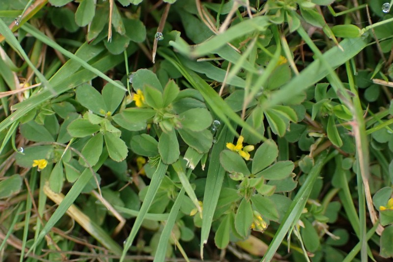 Slender Hop Clover photo 8
