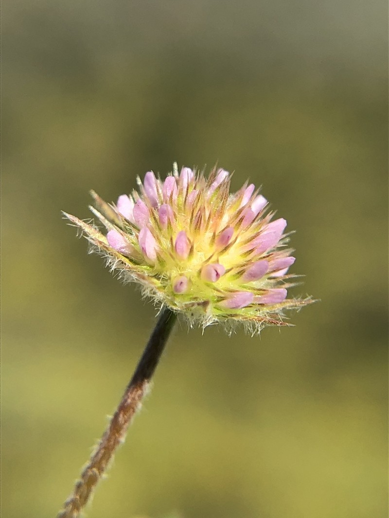 Smallhead Clover photo 2