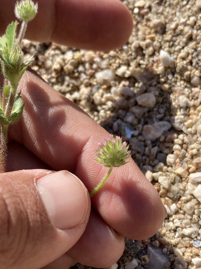 Smallhead Clover photo 3
