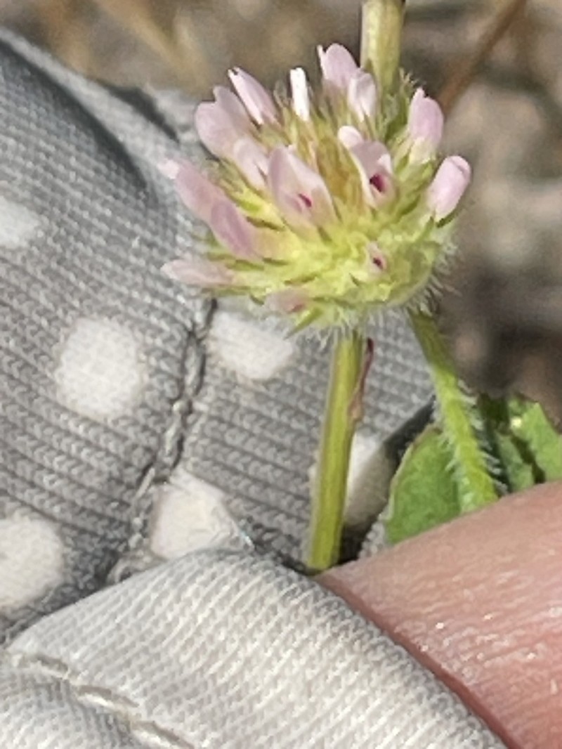 Smallhead Clover photo 4