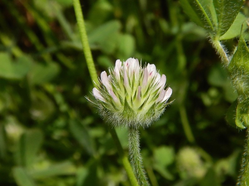 Smallhead Clover photo 5
