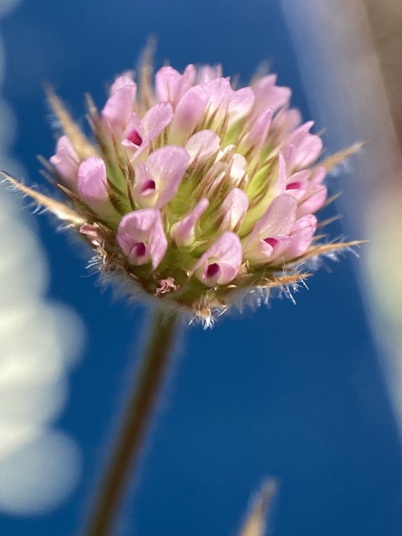 Smallhead Clover photo 7
