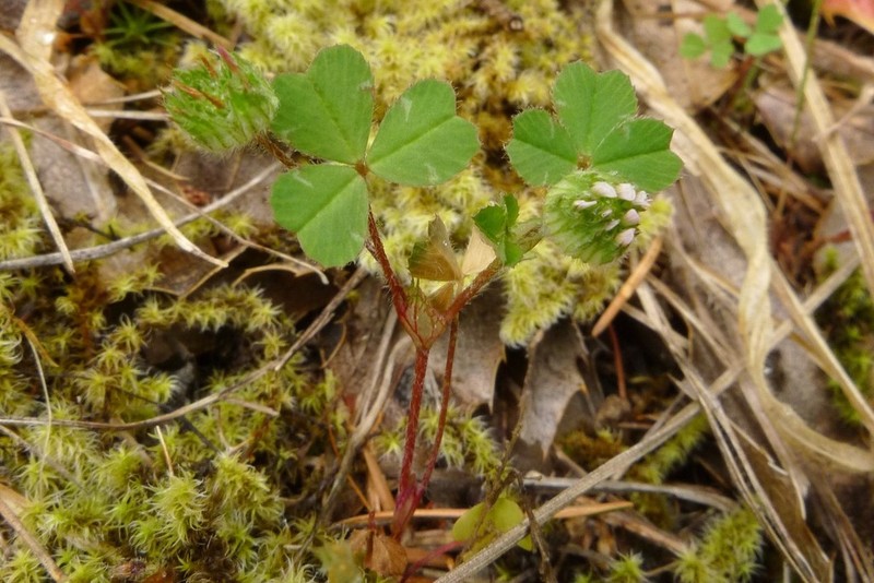 Thimble Clover photo 3