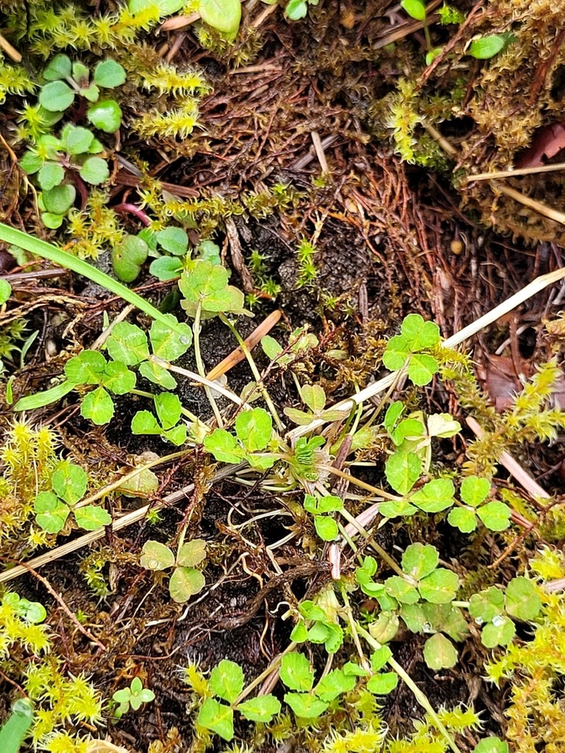 Thimble Clover photo 4