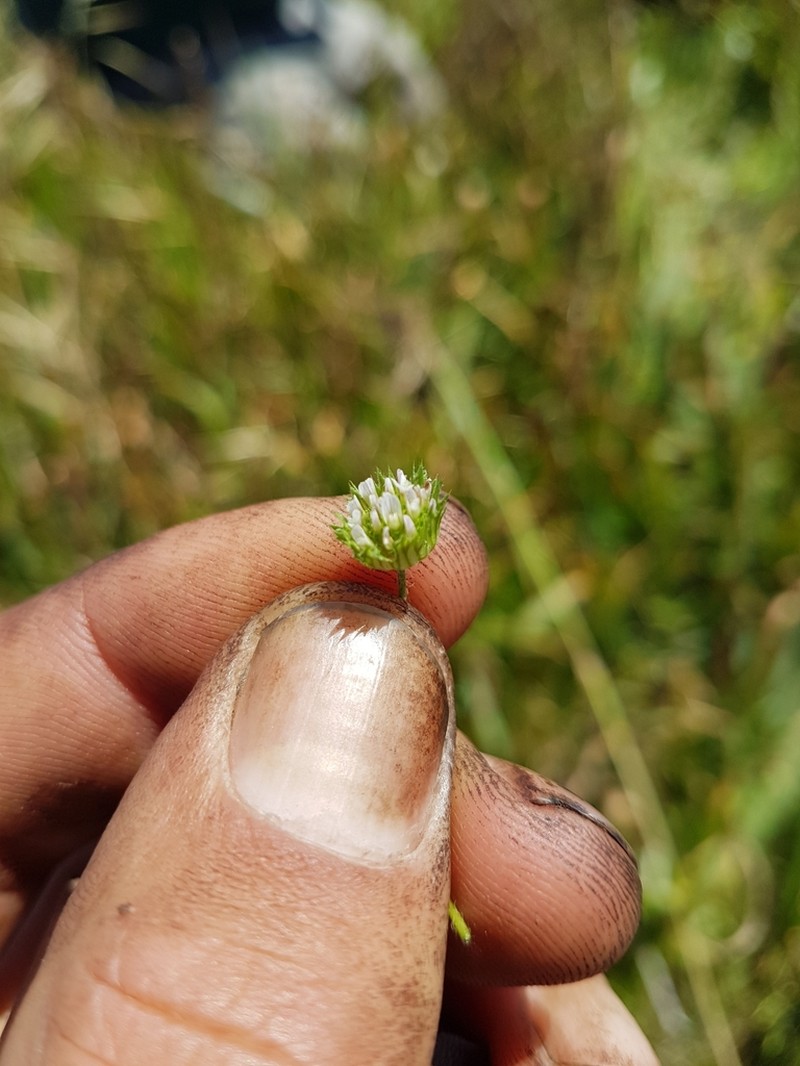 Thimble Clover photo 5