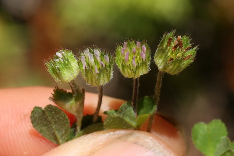 Thimble Clover photo 7