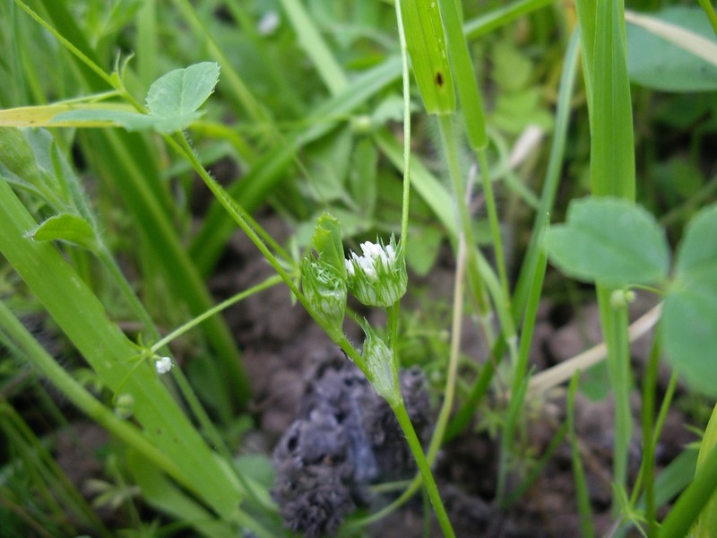 Thimble Clover photo 8