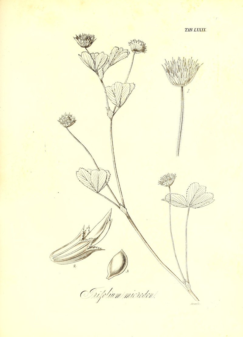 Thimble Clover photo 2
