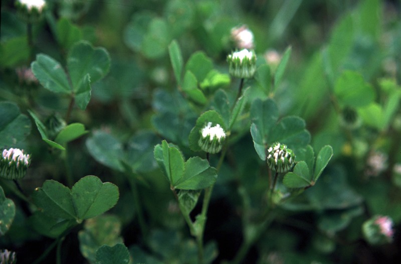 Thimble Clover