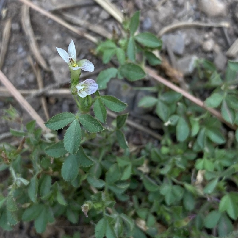 Mountain Carpet Clover photo 3