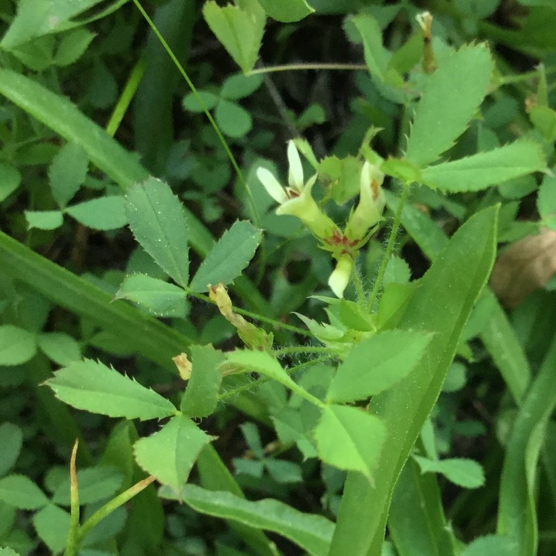 Mountain Carpet Clover photo 4