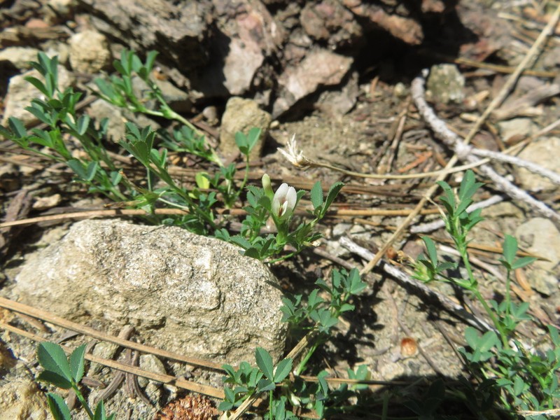 Mountain Carpet Clover photo 5