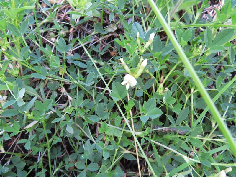 Mountain Carpet Clover photo 6