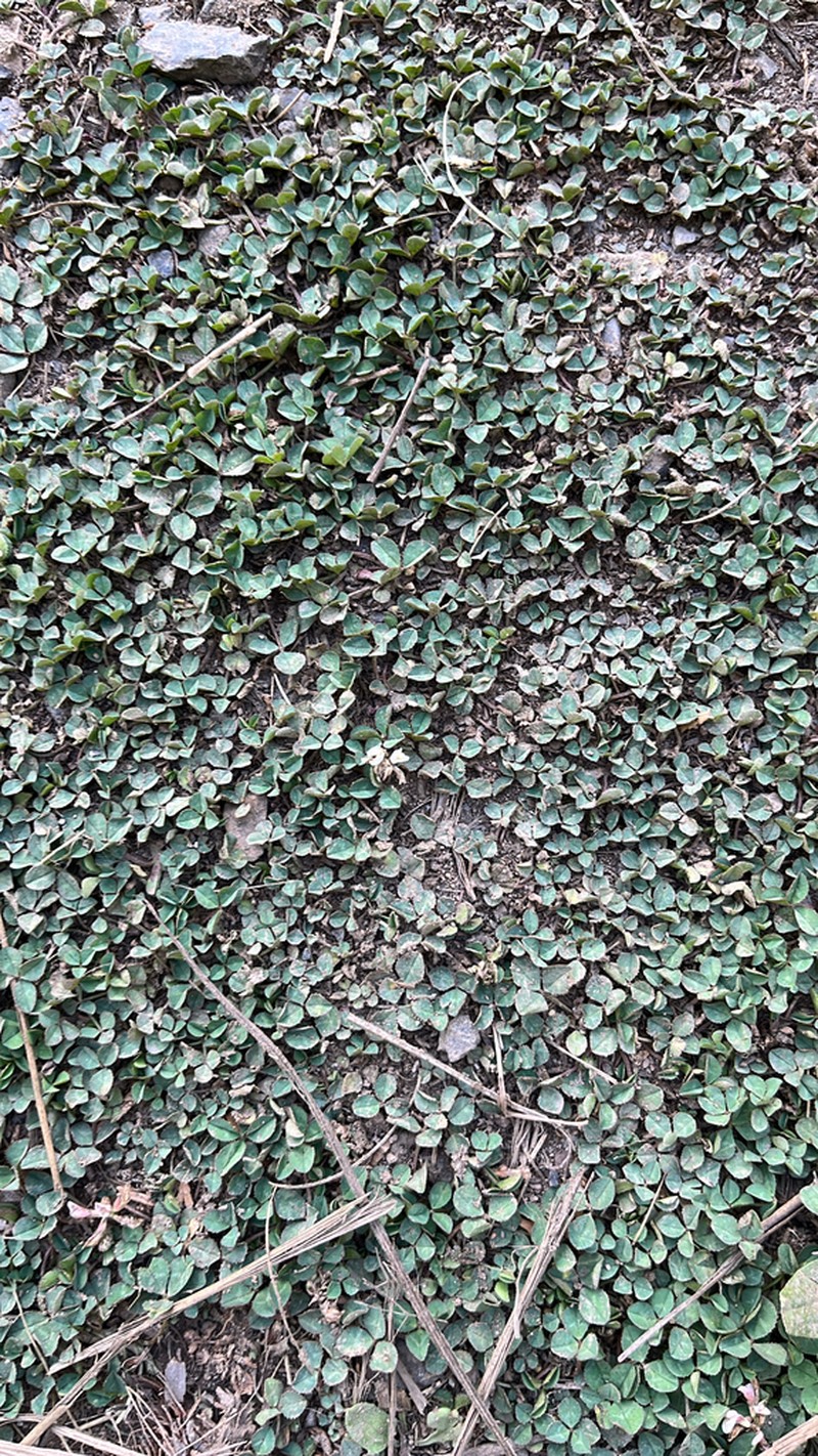 Mountain Carpet Clover photo 7