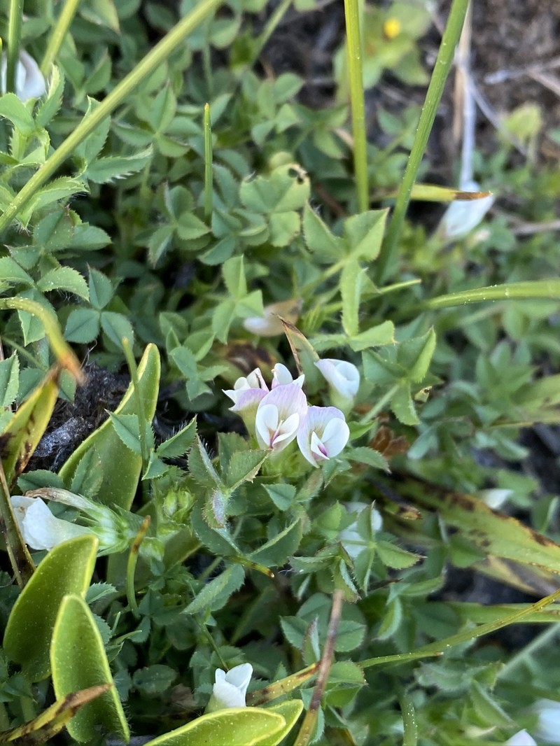 Mountain Carpet Clover