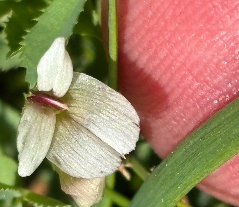 Trifolium monanthum subsp. grantianum