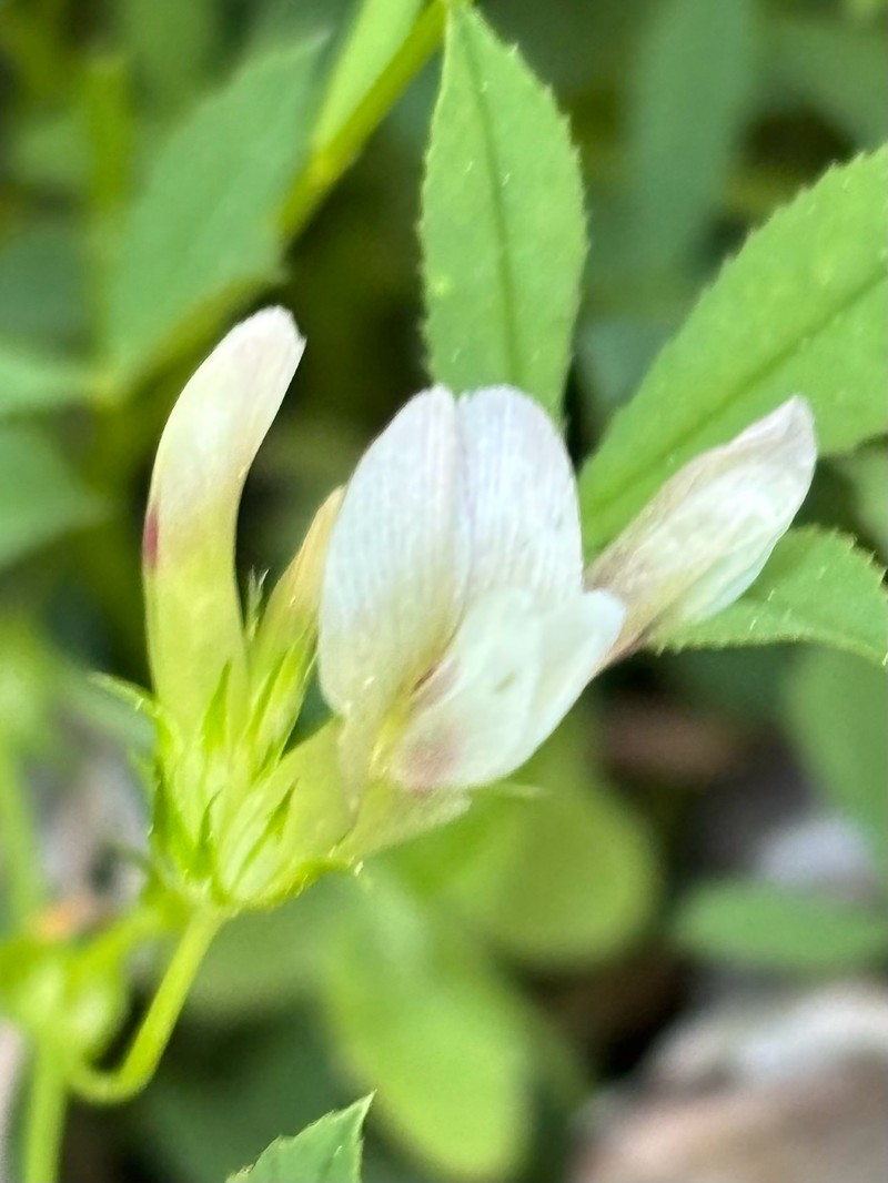Trifolium monanthum subsp. grantianum photo 2