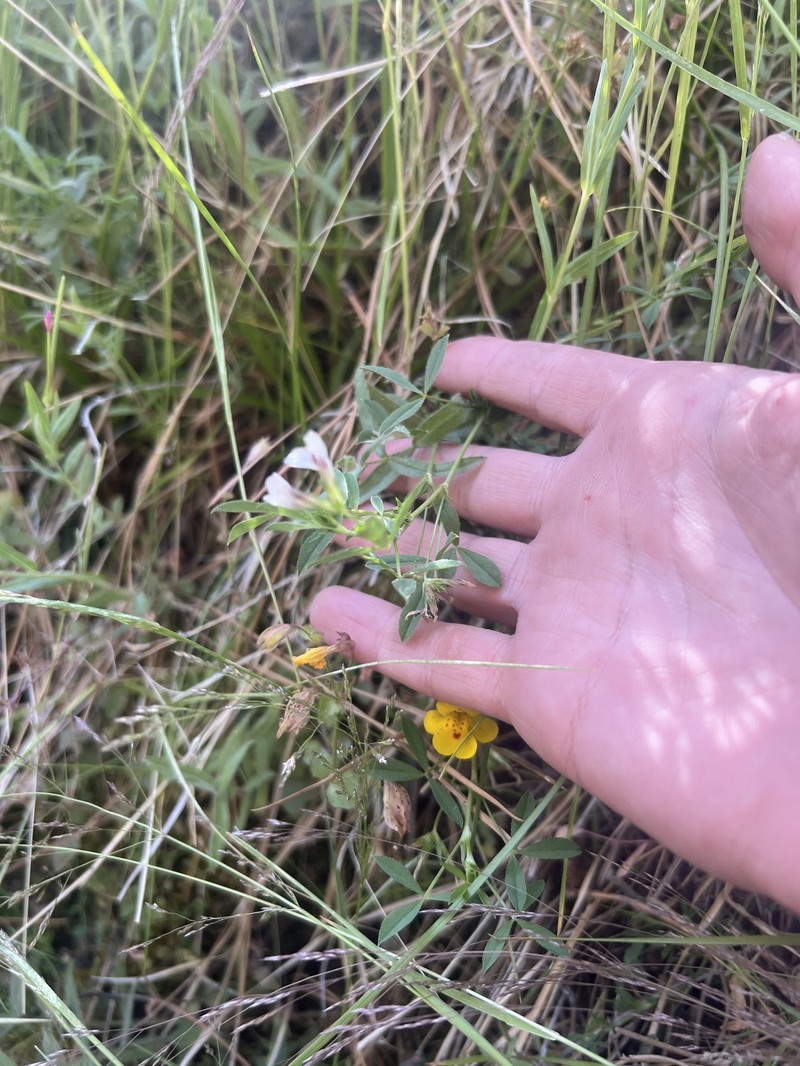 Trifolium monanthum subsp. grantianum photo 3