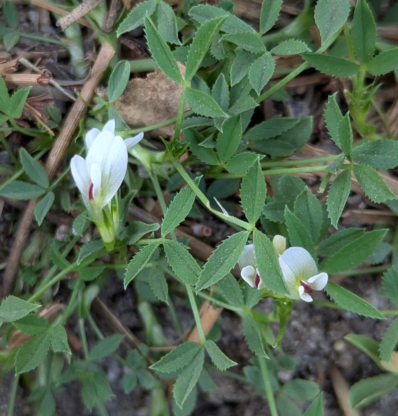 Trifolium monanthum subsp. grantianum photo 4