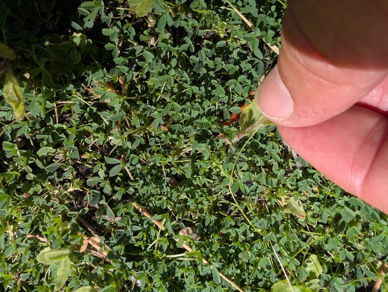 Trifolium monanthum subsp. grantianum photo 5