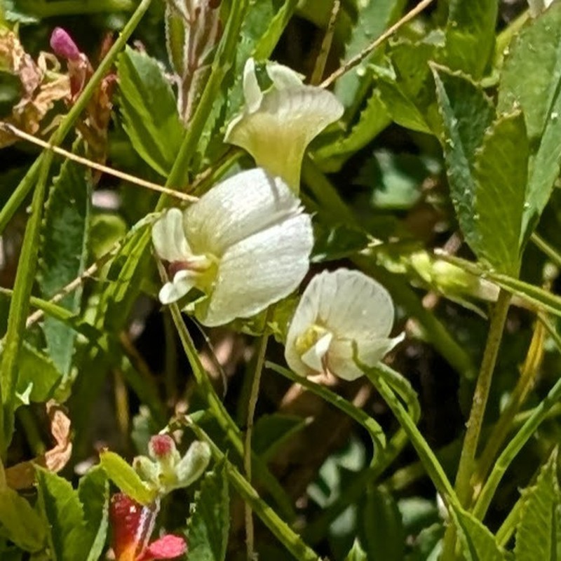 Trifolium monanthum subsp. grantianum photo 6