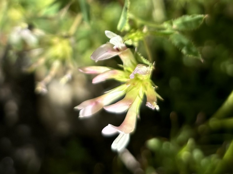 Trifolium monanthum subsp. grantianum photo 7