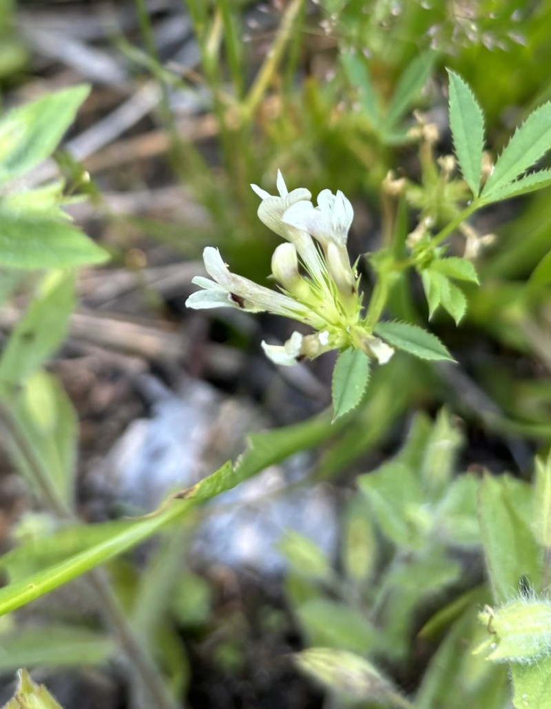 Trifolium monanthum subsp. grantianum photo 8