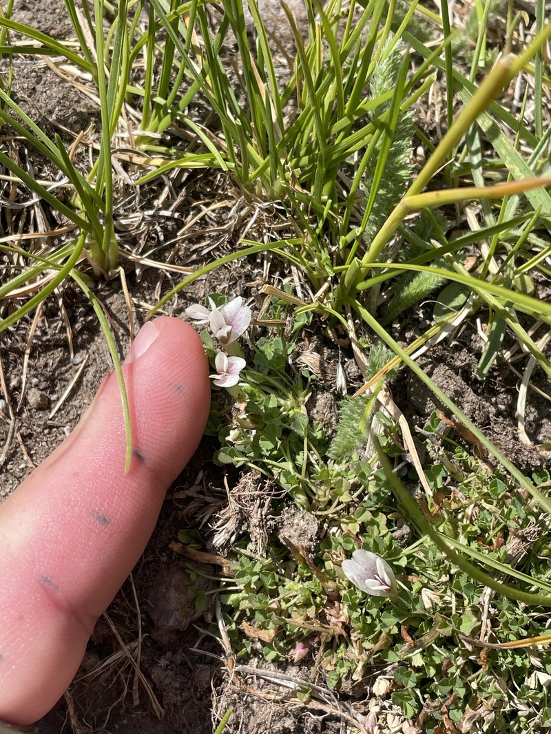 Trifolium monanthum subsp. monanthum