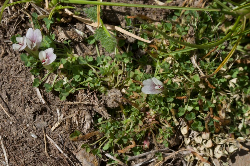 Trifolium monanthum subsp. monanthum photo 2