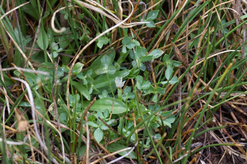 Trifolium monanthum subsp. monanthum photo 3