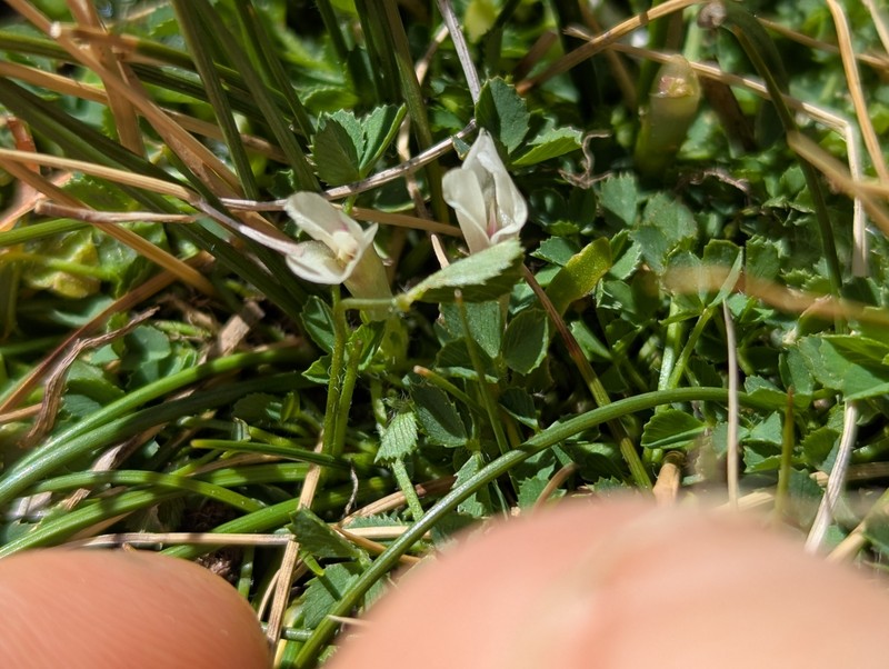 Trifolium monanthum subsp. monanthum photo 4